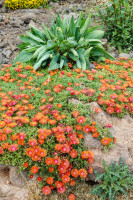 /album/philemons-garten-9-mai-2026/philemons-garten-09-05-2026-8-jpg/